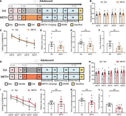 Methamphetamine Exposure in Adolescent Impairs Memory of Mice in Adulthood Accompanied by Changes in Neuroplasticity in the <mark class="highlighted">Dorsal Hippocampus</mark>
